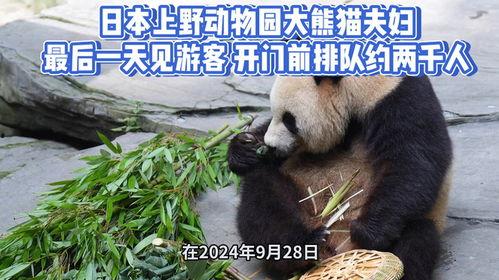 熊猫夫妇日本,浪漫邂逅与文化交流之旅