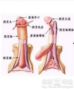 阴茎长短视频,阴茎长度短视频背后的科学真相与生活启示