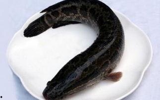 杀黑鱼视频,一场惊心动魄的捕猎对决