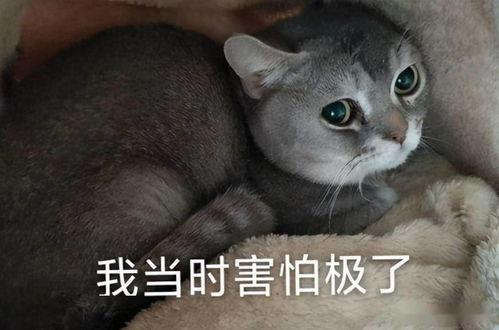 娱乐吃瓜酱内向的小猫,内向小猫的娱乐吃瓜日常